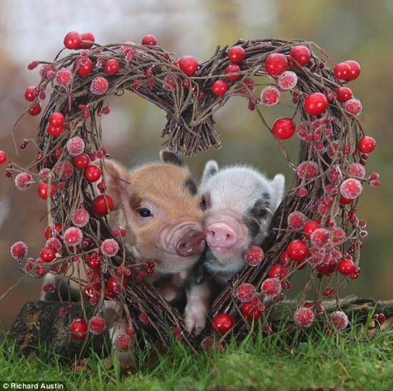 valentines-micro-pigs1